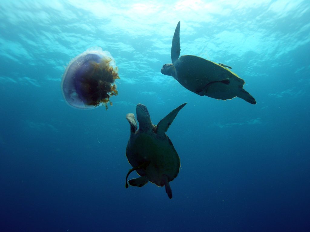 Bohol Turtles