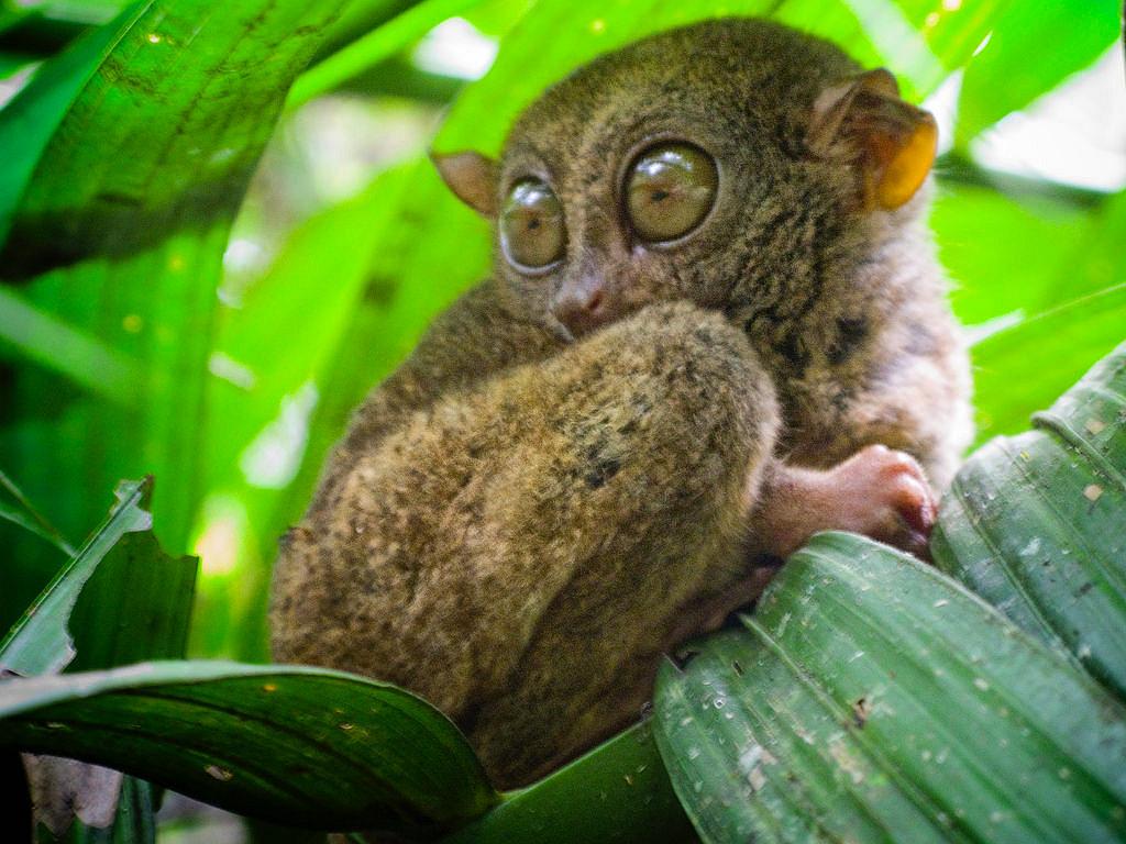 Philippine tarsier and wildlife