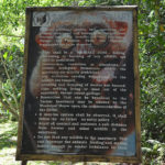 Philippine tarsier and wildlife sanctuary corella, bohol, philippines! 002