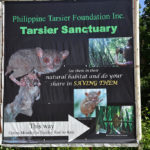 Philippine tarsier and wildlife sanctuary corella, bohol, philippines! 003