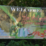Philippine tarsier and wildlife sanctuary corella, bohol, philippines! 004