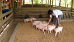 WOW! Most Amazing Organic Farming Technique In Bohol Agriculture Technology 004