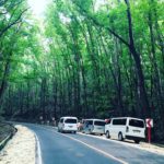 Loboc bilar man made forest bohol philippines tourist attraction 0003
